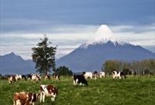 Osorno Volcano Half Day Tour